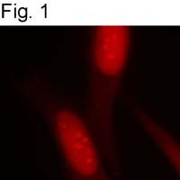 RbAp48 Antibody in Immunocytochemistry (ICC/IF)