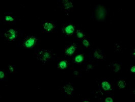 RBBP7 Antibody in Immunocytochemistry (ICC/IF)