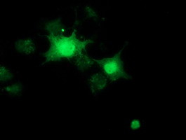 RBBP9 Antibody in Immunocytochemistry (ICC/IF)
