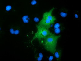RBBP9 Antibody in Immunocytochemistry (ICC/IF)