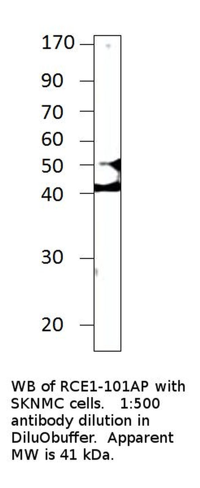 RCE1 Antibody in Western Blot (WB)