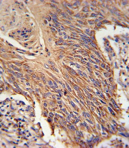 RDH10 Antibody in Immunohistochemistry (IHC)
