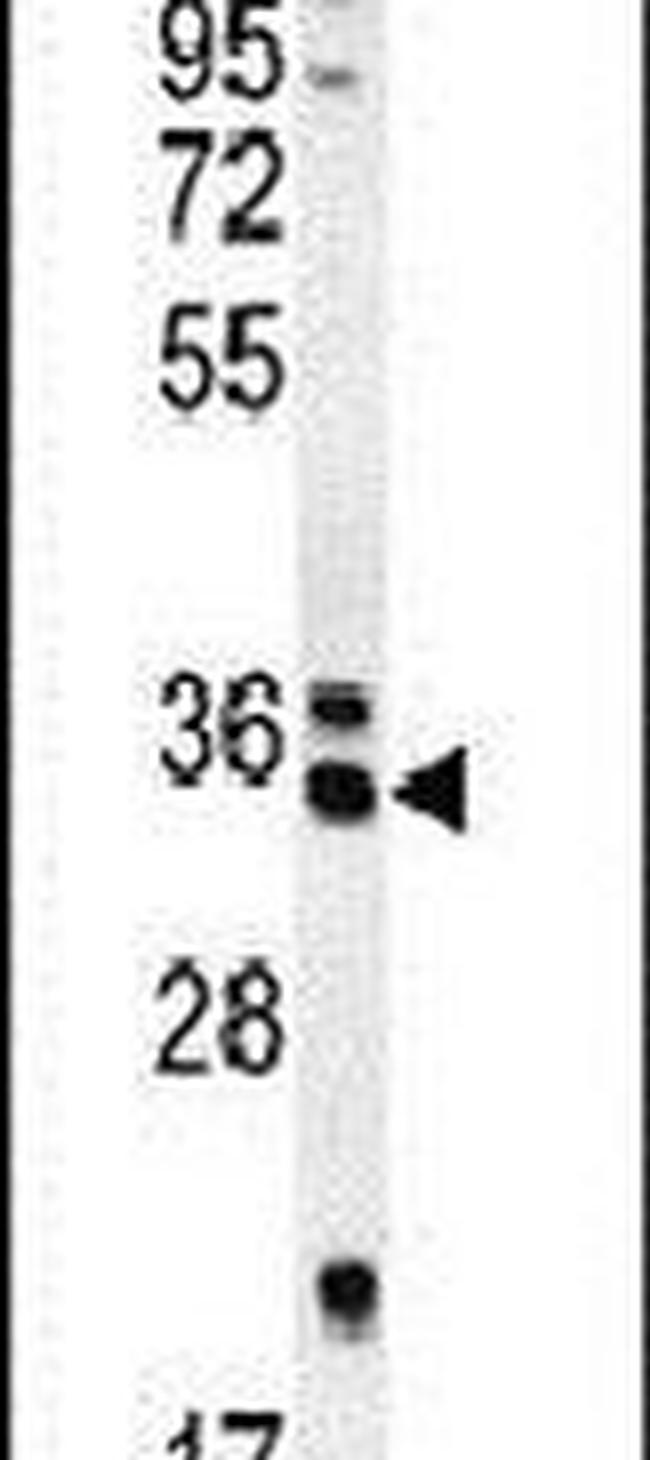 REEP4 Antibody in Western Blot (WB)