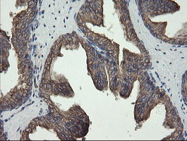 REEP5 Antibody in Immunohistochemistry (Paraffin) (IHC (P))
