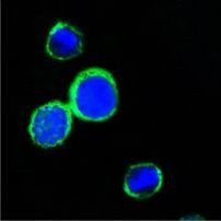 REG1A Antibody in Immunocytochemistry (ICC/IF)