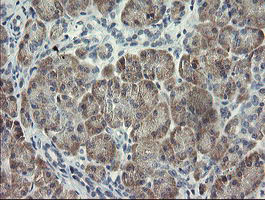 RFC2 Antibody in Immunohistochemistry (Paraffin) (IHC (P))