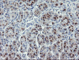 RFC2 Antibody in Immunohistochemistry (Paraffin) (IHC (P))