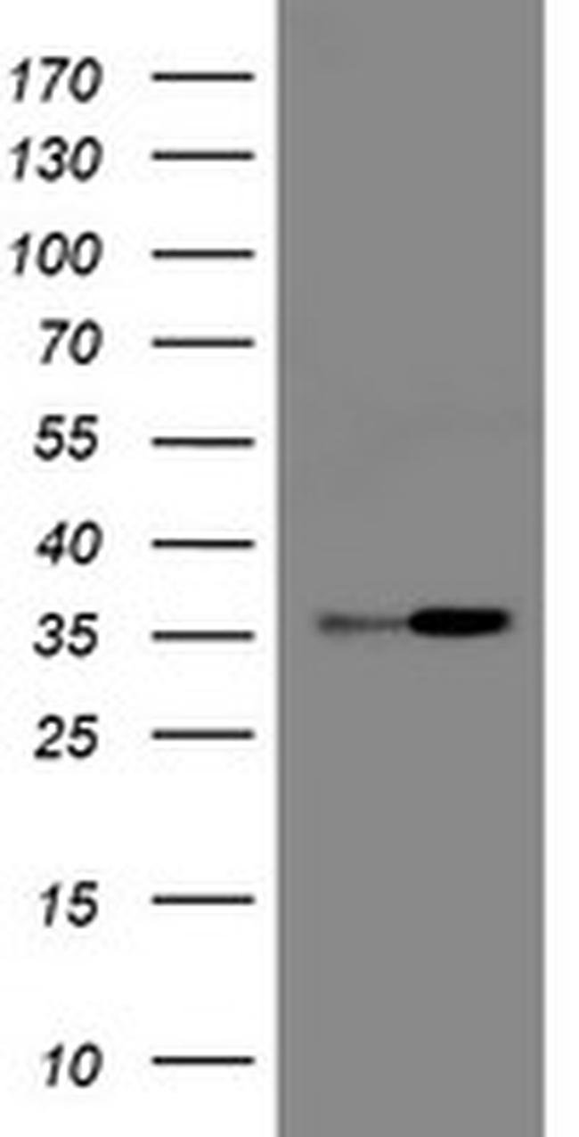 RFC2 Antibody in Western Blot (WB)