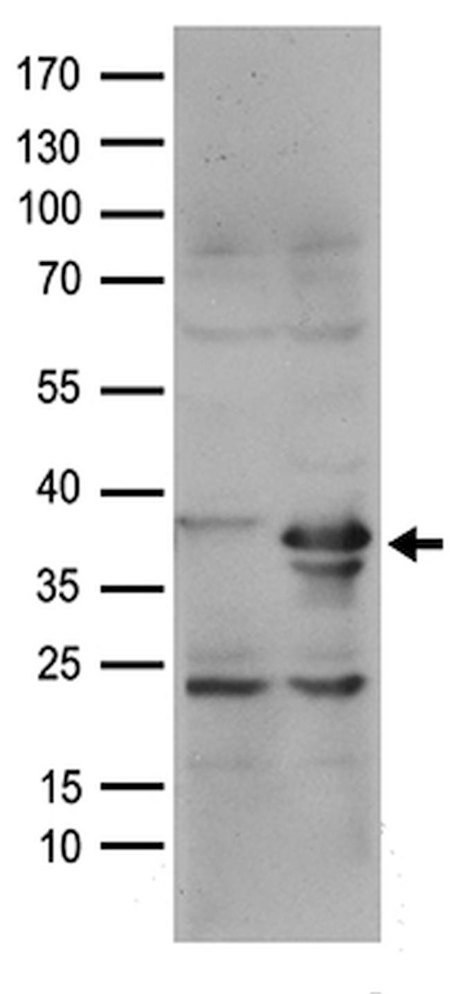 RFC2 Antibody in Western Blot (WB)