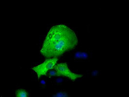 RFPL1 Antibody in Immunocytochemistry (ICC/IF)