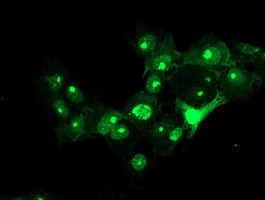 RFXANK Antibody in Immunocytochemistry (ICC/IF)