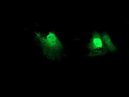 RFXANK Antibody in Immunocytochemistry (ICC/IF)