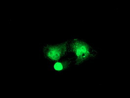 RFXANK Antibody in Immunocytochemistry (ICC/IF)