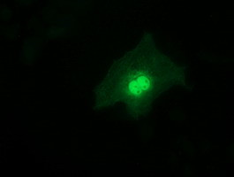 RFXANK Antibody in Immunocytochemistry (ICC/IF)