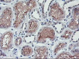 RFXANK Antibody in Immunohistochemistry (Paraffin) (IHC (P))