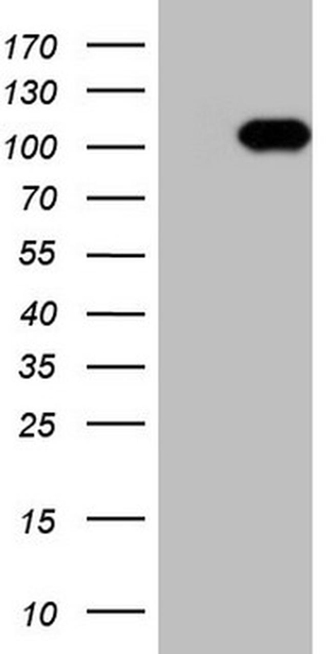 RGL2 Antibody in Western Blot (WB)