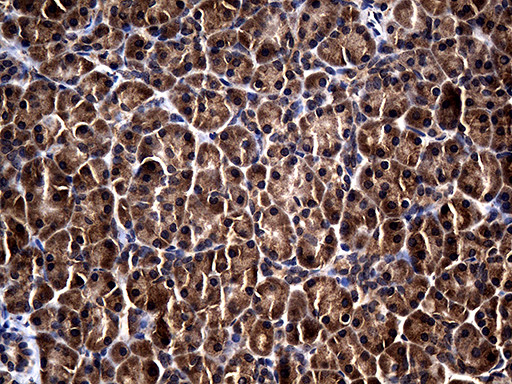 RGS13 Antibody in Immunohistochemistry (Paraffin) (IHC (P))