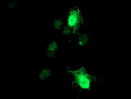 RGS16 Antibody in Immunocytochemistry (ICC/IF)