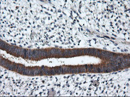RGS16 Antibody in Immunohistochemistry (Paraffin) (IHC (P))