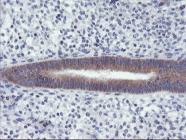 RGS16 Antibody in Immunohistochemistry (Paraffin) (IHC (P))