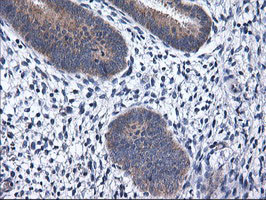RGS16 Antibody in Immunohistochemistry (Paraffin) (IHC (P))