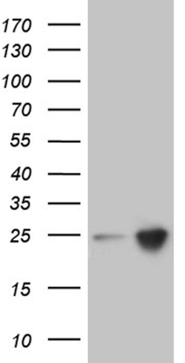 RHOH Antibody in Western Blot (WB)