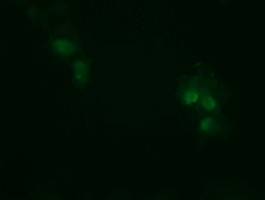 RHOJ Antibody in Immunocytochemistry (ICC/IF)