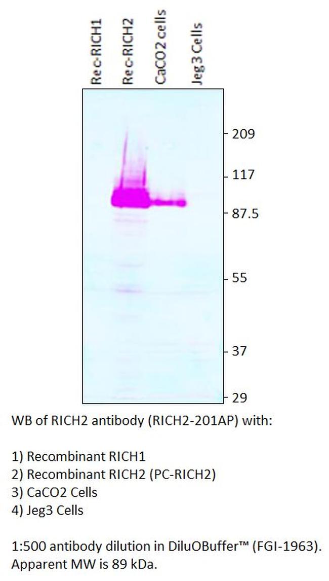 RICH2 Antibody in Western Blot (WB)