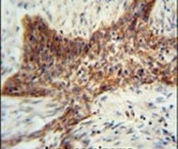 RILPL2 Antibody in Immunohistochemistry (IHC)