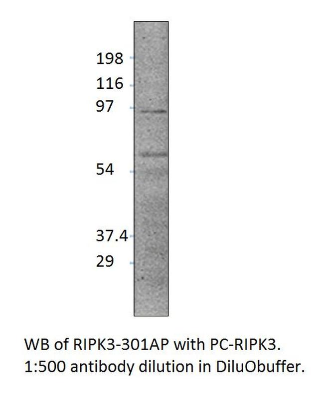 RIPK3 Antibody in Western Blot (WB)