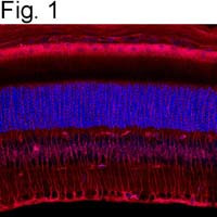 CRALBP Antibody in Immunohistochemistry (Frozen) (IHC (F))