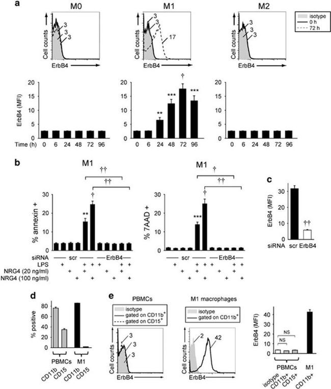 CD11b Antibody in Flow Cytometry (Flow)