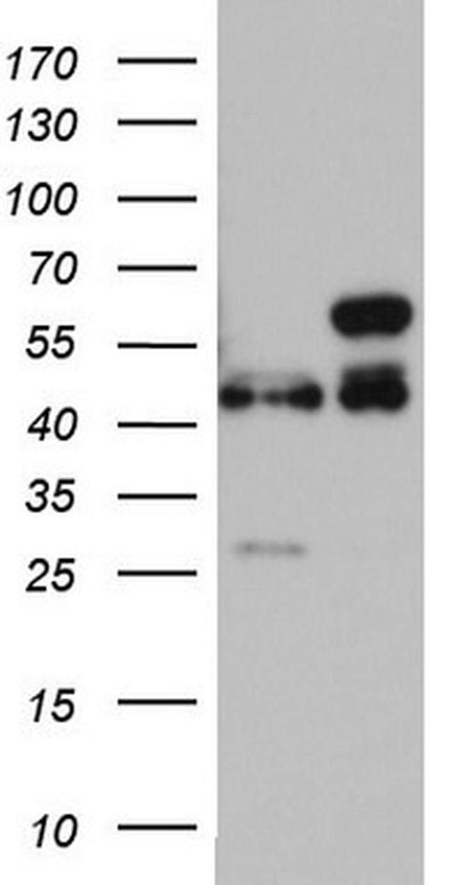 RMND5A Antibody in Western Blot (WB)