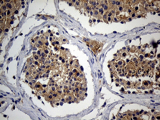 RNASE9 Antibody in Immunohistochemistry (Paraffin) (IHC (P))