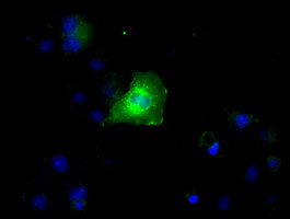RNF144B Antibody in Immunocytochemistry (ICC/IF)