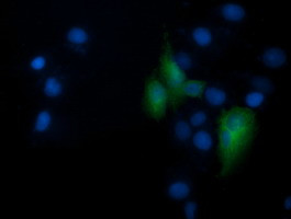 RNF39 Antibody in Immunocytochemistry (ICC/IF)