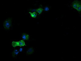 RNF39 Antibody in Immunocytochemistry (ICC/IF)