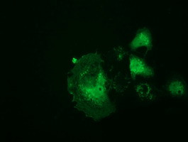 RNH1 Antibody in Immunocytochemistry (ICC/IF)