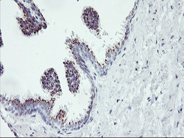 RNPEP Antibody in Immunohistochemistry (Paraffin) (IHC (P))