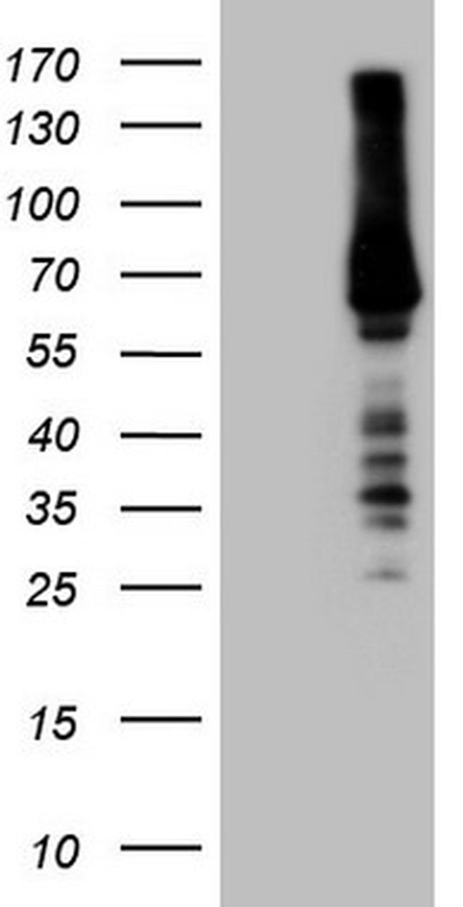 RORC Antibody in Western Blot (WB)