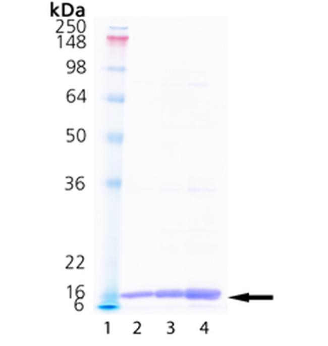 Human Cyclophilin A Protein