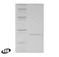 LexA Protein in Western blot control (WB Ctrl)