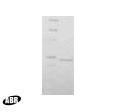 RuvA Protein in Western blot control (WB Ctrl)