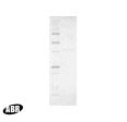 RuvB Protein in Western blot control (WB Ctrl)