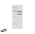 HIV1 Reverse Transcriptase Protein in Western blot control (WB Ctrl)