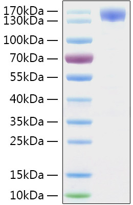 SARS-CoV-2 Spike Protein S1 (aa11-682), hFc-His Tag Protein