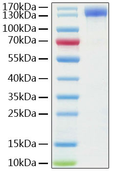 Human ACE2 (aa18-740) Fc Chimera Protein