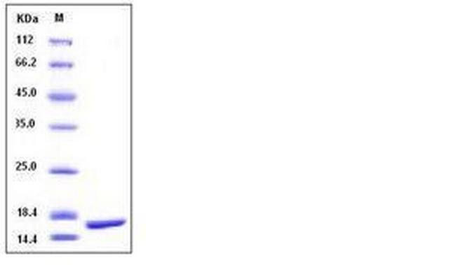 Rhesus/Cynomolgus monkey TNF-alpha Protein