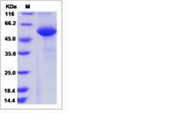 Human BTN3A1 Fc Chimera Protein