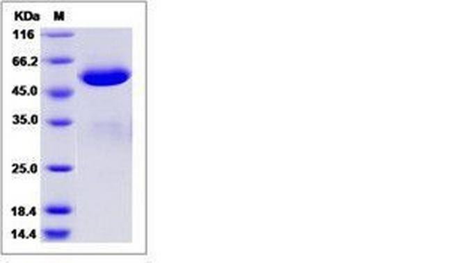 Human BTN3A3 Fc Chimera Protein